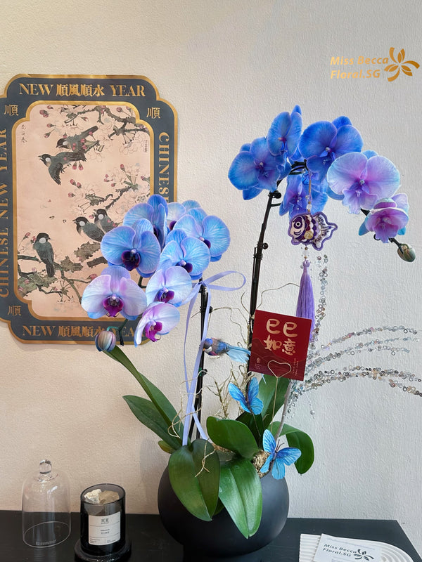 2025 CNY Naples Blue Macaron Phalaenopsis real flower plant