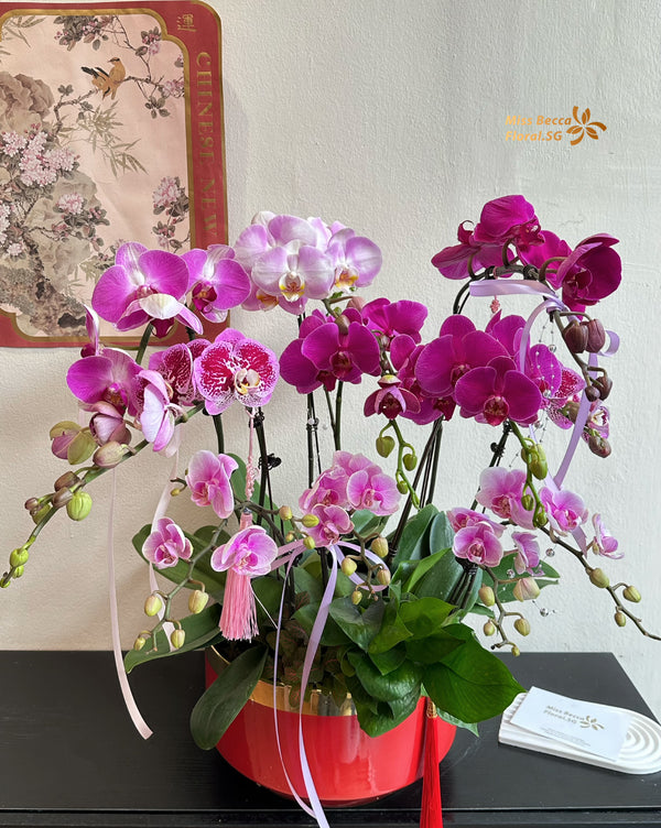 2025 CNY Phalaenopsis New Year Flower REAL fresh plant table flower