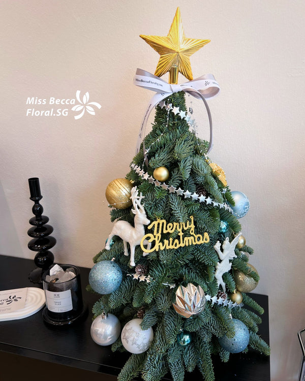 2024 Christmas 40cm height Nobel Christmas Tree fresh real christmas tree