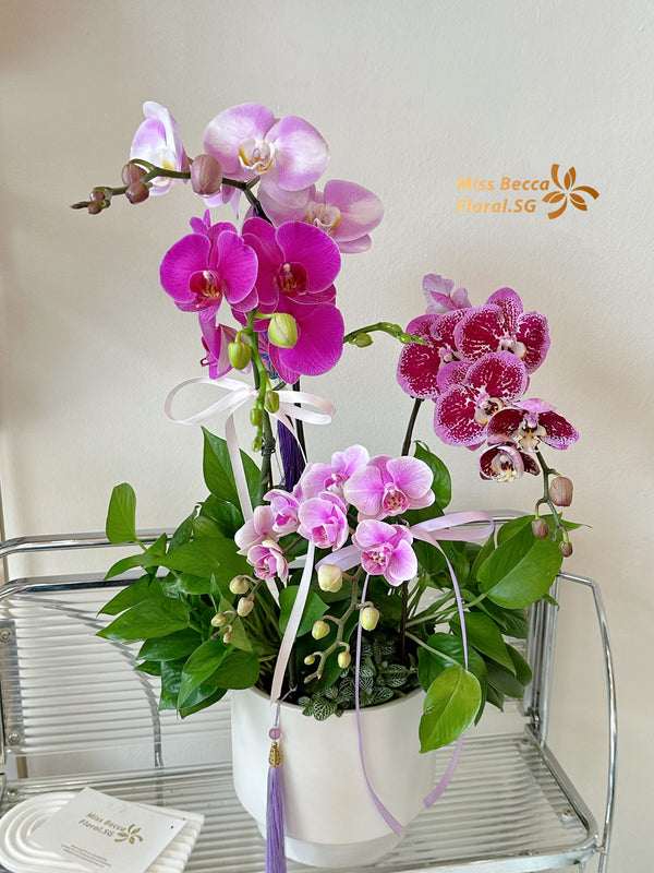 2025 CNY orchid plant flower table flower Phalaenopsis potted Chinese New Year flowers